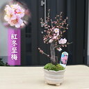 2025年紅冬至梅盆栽 お祝い 梅盆栽 べにとうじばい こうとうじばい 花梅