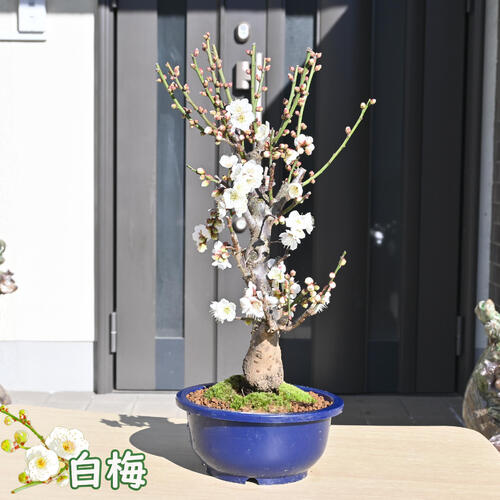 2024年1月から2月に開花 白梅 プラ鉢入り 冬至梅 白花 鉢植え 一重 盆栽