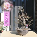 紅冬至梅盆栽 お祝い 梅盆栽 べにとうじばい こうとうじばい 花梅