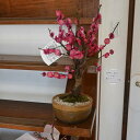ウメ盆栽【2025年2月開花】八重寒紅梅 鉢植え梅盆栽 紅梅 八重咲き花梅 寒梅いい香り 良い匂い