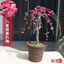 2024年4月開花中 八重枝垂れ梅 紅花 鉢植え 八重咲き 赤花