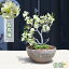 2025年4月中旬開花 長寿梅 白花 盆栽 一重咲き 花物盆栽 クサボケ 5,980円