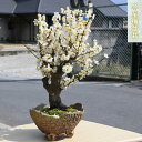【2025年3月開花中】樹齢10年 冬至梅盆栽 白梅盆栽 一重咲き 白梅 冬至梅 花梅 早咲き