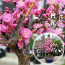 2025年3月開花中 花梅 日光 八重咲き お祝い 梅盆栽 にっこう 花梅 錦性梅 錦枝