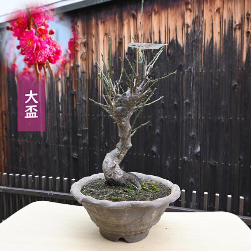 2026年2月頃開花 大盃梅盆栽 紅梅 ウメ うめ自然の香水お誕生日プレゼントにウメの香り紅梅盆栽梅の盆..