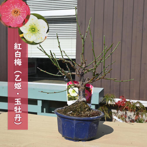紅白梅 乙姫 玉牡丹 鉢植え プラ鉢入り 2026年開花3月頃開花八重咲き 梅盆栽紅白梅盆栽 誕生日プレゼン..
