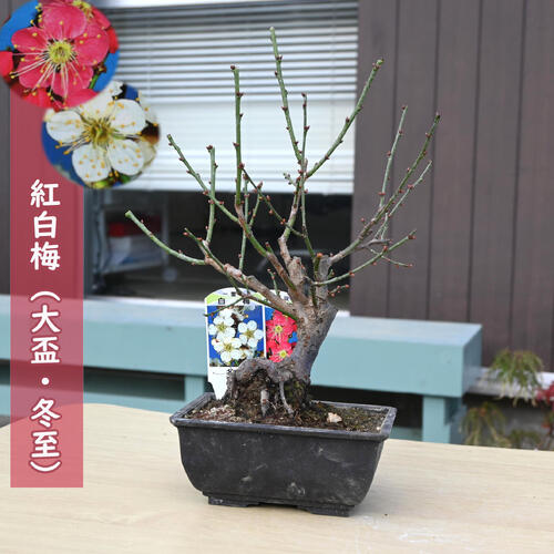 紅白梅 大盃 冬至 鉢植え プラ鉢入り 2026年開花3月頃開花一重咲き 梅盆栽紅白梅盆栽 誕生日プレゼント..