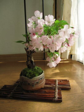 送料無料で全員集合2017年　みんなでハッピーミニひな人形かざり（ディズニー）一寸ぼうし　超ミニサイズのディズニー雛人形　ディズニー雛人形雛人形セットと桜盆栽セット　2017年花芽付の桜盆栽となります。