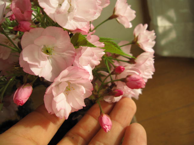 さくらでお祝い【桜盆栽】お花見桜4月に自宅でお花見盆栽桜桜並木桜盆栽海外でも　BONSAUIボンサイといいます。桜盆栽信楽鉢入り 2