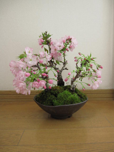 サクラのお花見自宅でお花見八重桜の盛り合わせ盆栽さくら盆栽お花見ができます。桜盆栽信楽鉢入り　2024年4月中頃開花の桜盆栽となります。送料無料 1