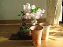 お祝いサクラ桜盆栽盆栽の桜 仲良く お花見盆栽 炎彩信楽コップ付き桜盆栽となります。