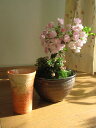 4月頃開花予定自宅でお花見を楽しもう桜盆栽桜とこけもも 仲良く お花見盆栽　炎彩信楽コップ付き
