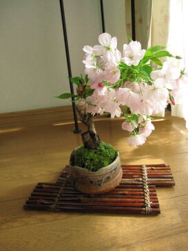 盆栽桜盆栽桜のお花見 夜桜盆栽　サクラ盆栽　2017年花芽付の桜盆栽となります。