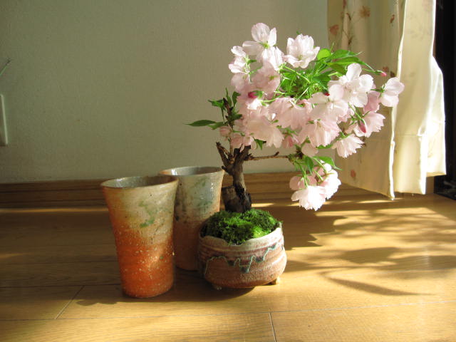 自宅でお花見さくら盆栽桜盆栽：桜 夫婦仲良くお花見盆栽　お買い得　花見セット炎彩　2022年花芽付の桜盆栽となります。 3