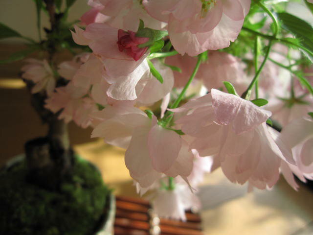自宅でサクラのお花見が楽しめる桜盆栽2023年4月中頃に開花