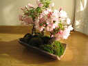 お祝いの贈り物桜盆栽桜並木桜盆栽盆栽サクラお祝い桜盆栽信楽鉢