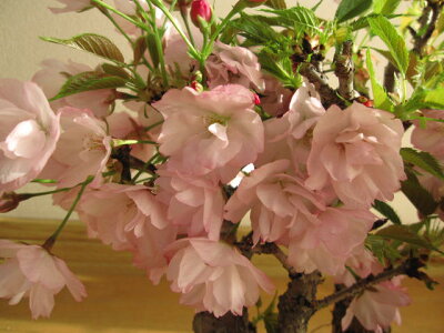 さくら盆栽春にはこんな感じに八重のサクラのお花が咲きます桜並木桜並木桜盆栽お祝い桜盆栽信楽鉢入り送料無料