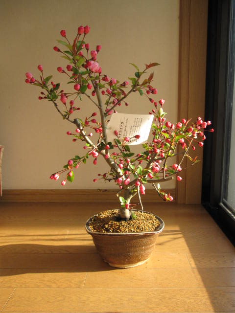 ハナカイドウ桜盆栽桜盆栽　盆栽：花海棠桜 桜の花が下向きに　かわいく咲きます。2019年　四月中頃開花予定です。桜　盆栽