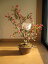 ハナカイドウ桜盆栽桜盆栽 盆栽:花海棠桜 桜の花が下向きに かわいく咲きます。2021年 四月中頃開花予定です。桜 盆栽