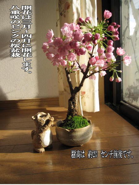 サクラのお花見を楽しむにはこちらの4月頃開花桜盆栽盆栽桜桜盆