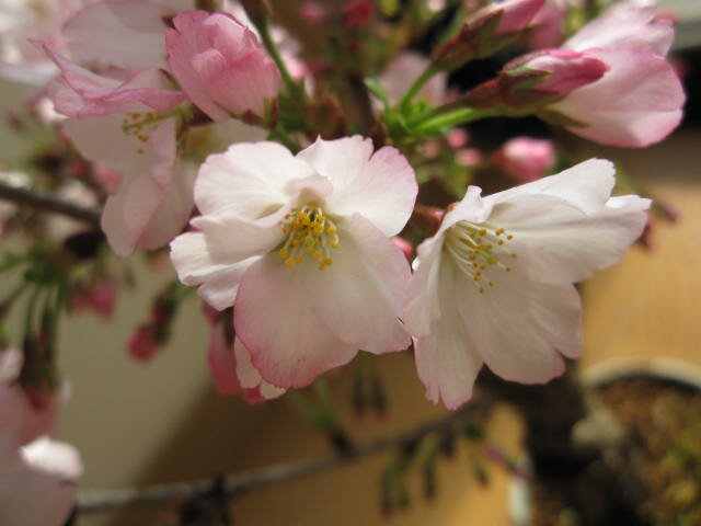 自宅でさくらのお花見を2024年4月頃開花桜盆栽【鉢花】御殿