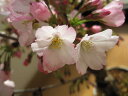 自宅でさくらのお花見を2025年4月中頃開花桜盆栽【鉢花】御殿場桜盆栽花が咲く春 こんな感じで 開花します。盆栽桜盆栽殿場桜信楽鉢入り 自宅で身近に楽しむ桜盆栽...