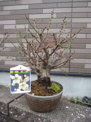 https://thumbnail.image.rakuten.co.jp/@0_mall/minibonsai/cabinet/00696123/01256923/img58380853.jpg