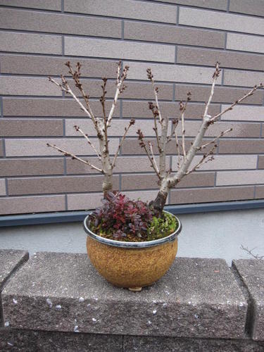 母の日プレゼントに 5月に自宅でお花見を楽しむ 桜盆栽で　お花見できるサクラ盆栽の春に咲く桜でお花..