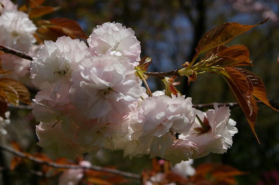 桜 盆栽普賢桜盆栽自分だけの桜が　楽しめますの桜盆栽となります。
