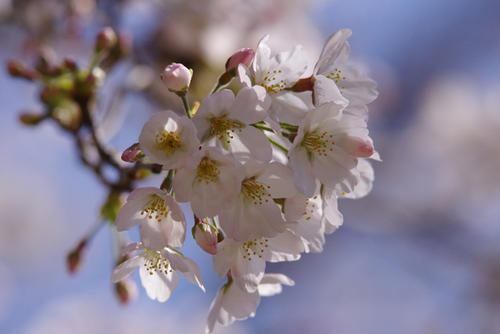 育てる楽しみ桜盆栽【母の日ギフトにもおすすめで...の紹介画像2