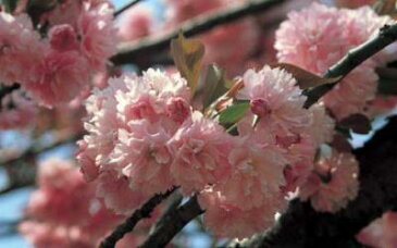 桜 盆栽自分だけの桜が　楽しめます。2017年花芽付の桜盆栽となります。