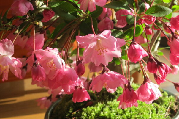 楽天市場 21年4月に開花 ハナカイドウ 花海棠 花カイドウの鉢植え 園芸百貨店何でも揃うこぼんさい 楽天市場 21年4月に開花 ハナカイドウ 花海棠 花カイドウの鉢植え 園芸百貨店何でも揃うこぼんさい