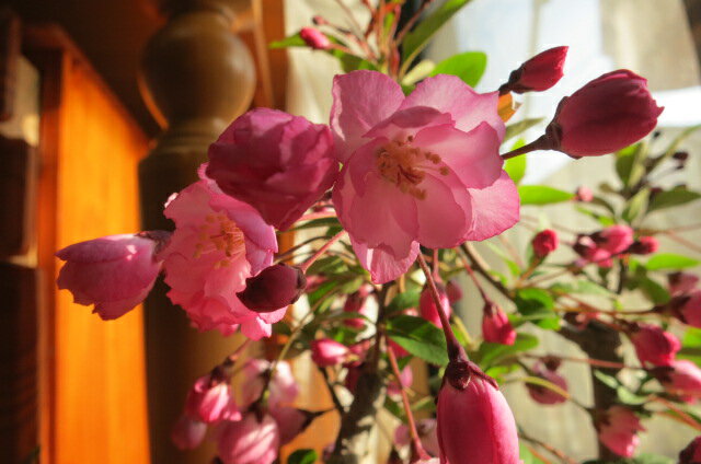 楽天市場 21年4月に開花 ハナカイドウ 花海棠 花カイドウの鉢植え 園芸百貨店何でも揃うこぼんさい