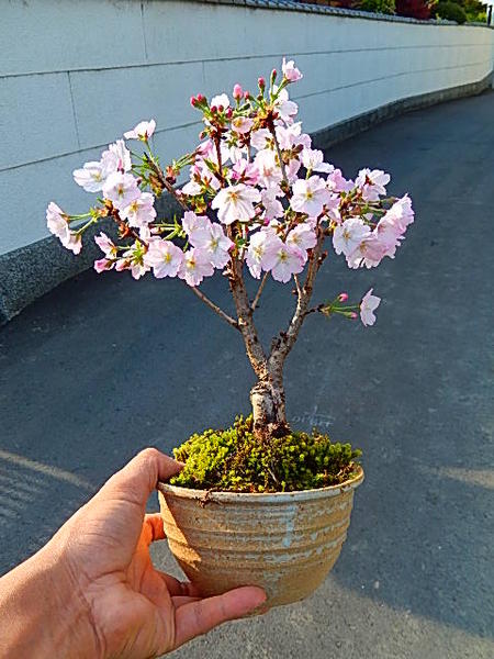 遅れてごめんギフト自宅でお花見を楽しむ2022年5月に開花自宅でお花見を楽しめる御殿場さくら盆栽桜盆栽信楽鉢入り御殿場桜盆栽 一重のピンクのサクラのお花がかわいいですよ