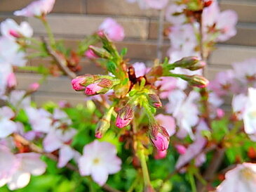 2018年開花予定さくら盆栽　　　サクラ盆栽で　お花見