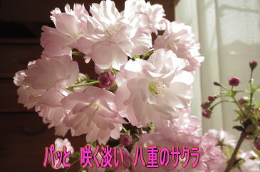 2018年開花予定さくら盆栽 サクラ盆栽で お花見