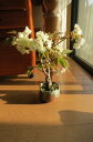 めずらしい桜　黄桜2023年花芽付の桜盆栽となります。桜盆栽御衣黄桜盆栽信楽鉢入り 桜盆栽海外でも　BONSAI ボンサイと言います。　