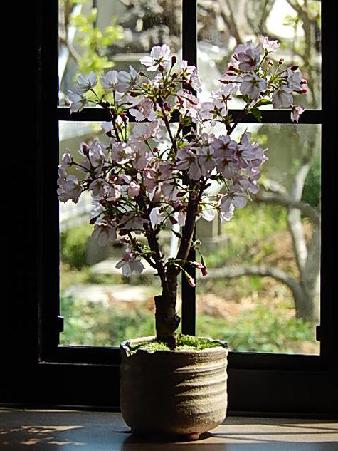 母の日ギフト用自宅で桜のお花見を楽しむ2024年5月頃開花御殿場桜盆栽御殿場桜桜満開ギフトお祝い桜盆栽春に開花します。花芽付の桜盆栽となります。