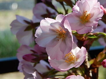 御殿場桜盆栽いろんなお祝いにパッと咲く咲く桜盆栽4月に開花の桜盆栽となります。御殿場桜桜満開ギフト お祝い桜盆栽