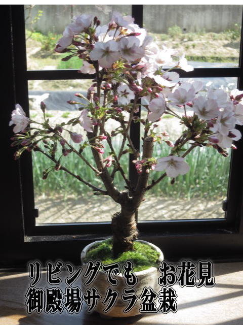 笑顔の花咲く桜を母の日プレゼントに自宅でさくらのお花見を楽し