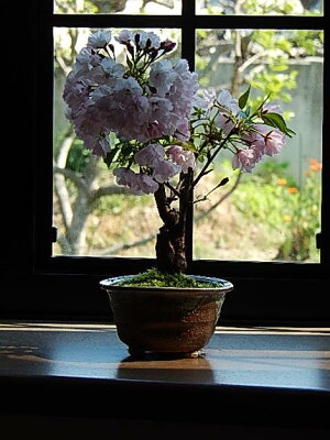 母の日ギフトに2022年4月に花見を楽しめる桜盆栽です八重桜盆栽プレゼントにもおすすめですプレゼントにもおすすめミニ盆栽です自宅で楽しむ盆栽