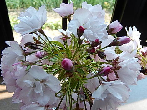 2021年4月に花見を楽しめる桜盆栽です八重桜盆栽プレゼントにもおすすめですプレゼントにもおすすめミニ盆栽です自宅で楽しむ盆栽