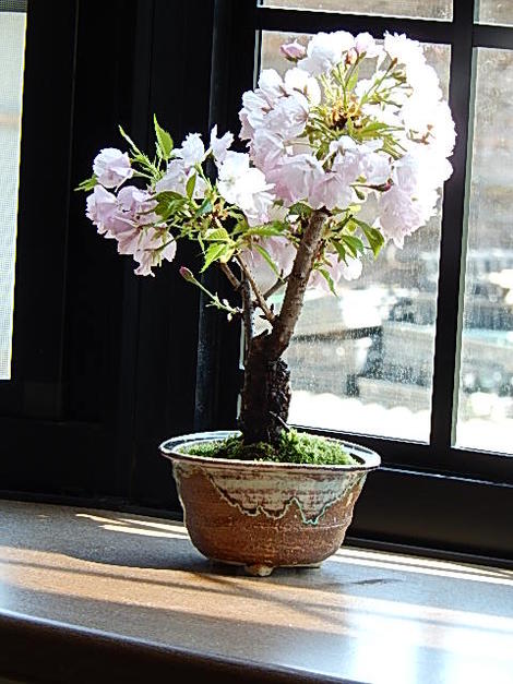 2021年4月に花見を楽しめる桜盆栽です八重桜盆栽プレゼントにもおすすめですプレゼントにもおすすめミニ盆栽です自宅で楽しむ盆栽