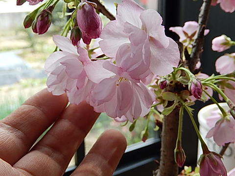 母の日プレゼントに今年は自宅でサクラのお花見を...の紹介画像3