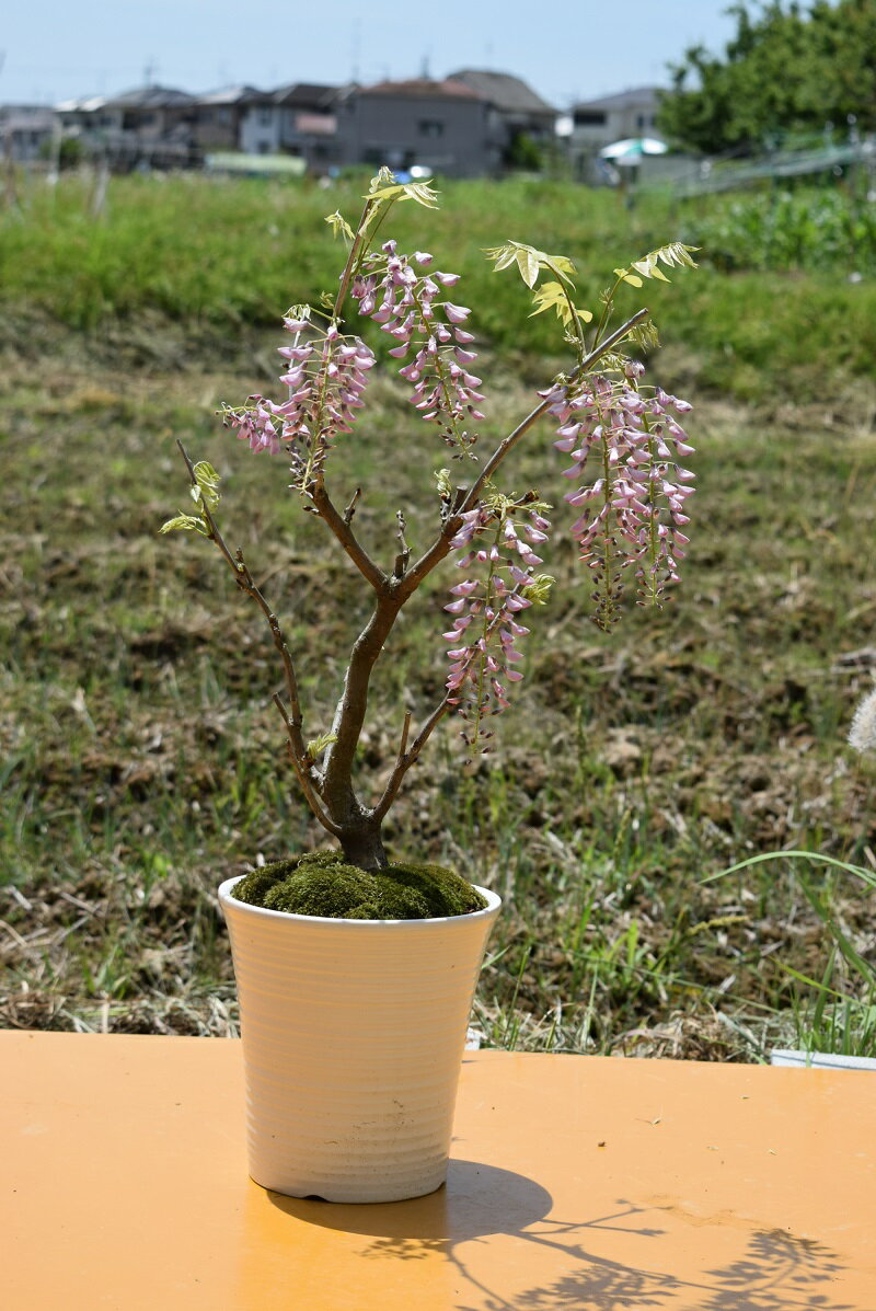 口紅藤ギフト2024年藤盆栽盆栽藤の盆栽鉢花　【藤盆栽】2024年4月開花藤盆栽となります。