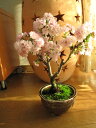2023年4月に開花自宅でお花見を楽しむ盆栽南殿桜桜盆栽でお花見さくら盆栽桜盆栽 南殿さくら盆栽