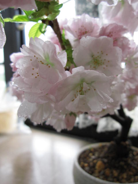 盆栽桜盆栽サクラ盆栽桜盆栽信楽鉢入りお届けは葉桜盆栽となります。