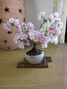 盆栽桜盆栽サクラ盆栽桜盆栽信楽鉢入りお届けは葉桜盆栽となります。