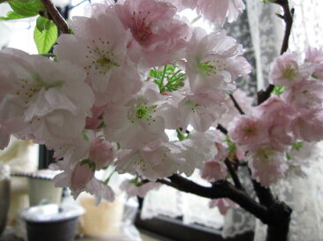 盆栽桜盆栽サクラ盆栽桜盆栽信楽鉢入りお届けは葉桜盆栽となります。