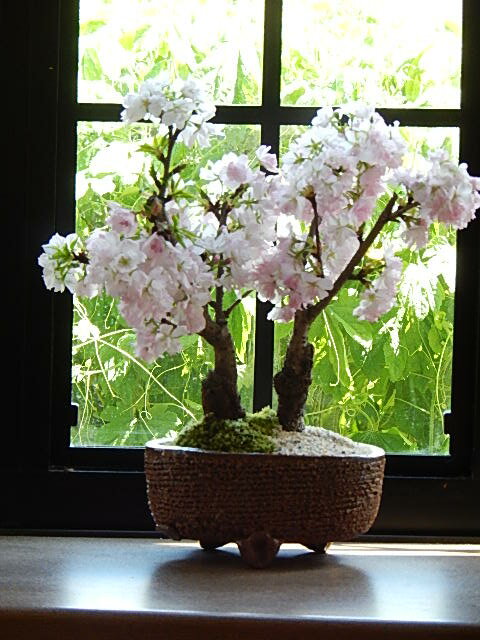 笑顔の花が咲く桜を母の日プレゼントに桜でお花見さくら2024